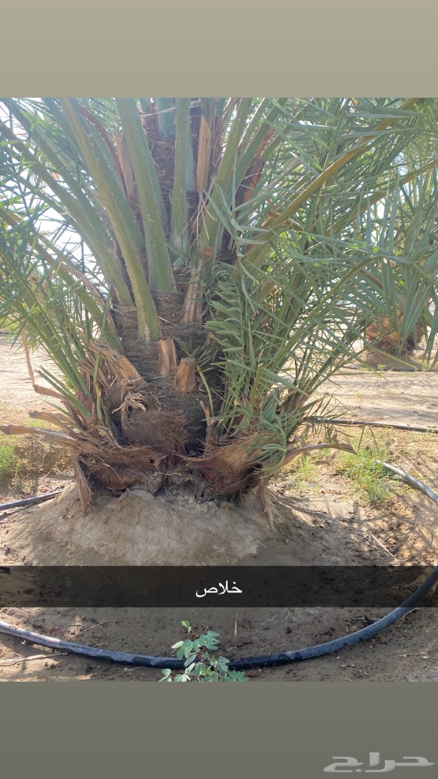 جثيث مخاريف للبيع64457254981890111