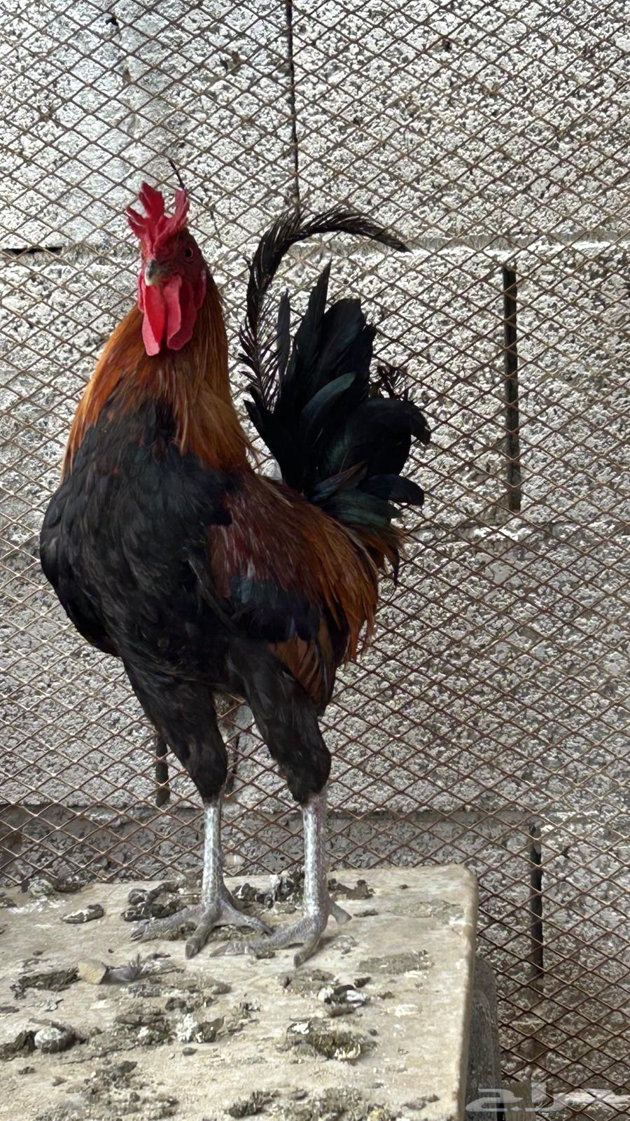 ديك عربي اصيل فري تاج للبيع64522075232769111