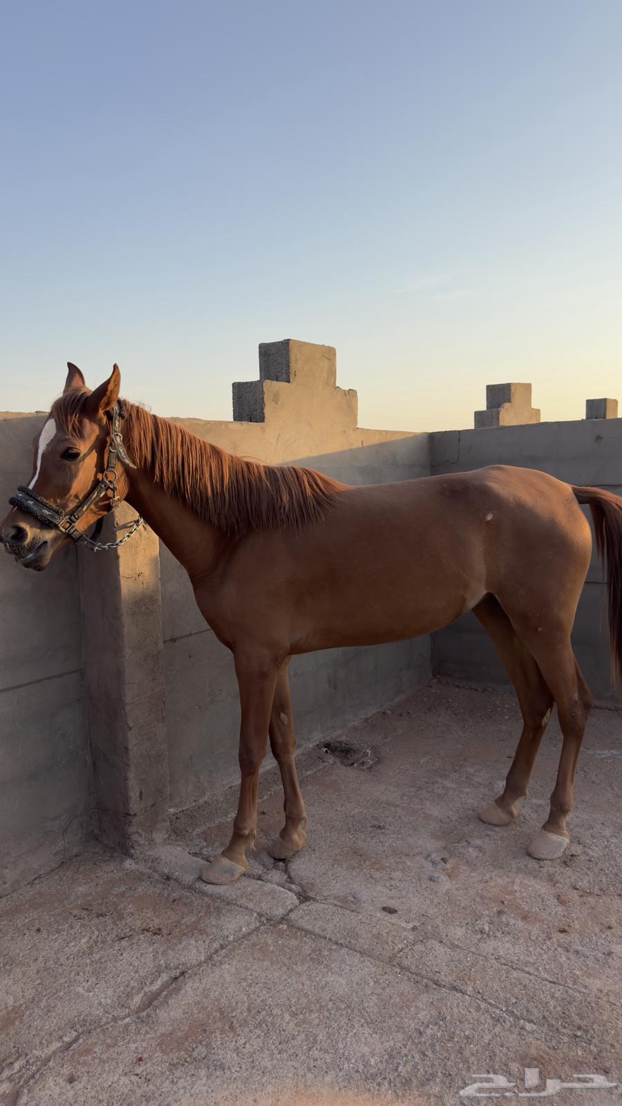 مهره شعبيه للبيع العمر سنتين64524284793859110