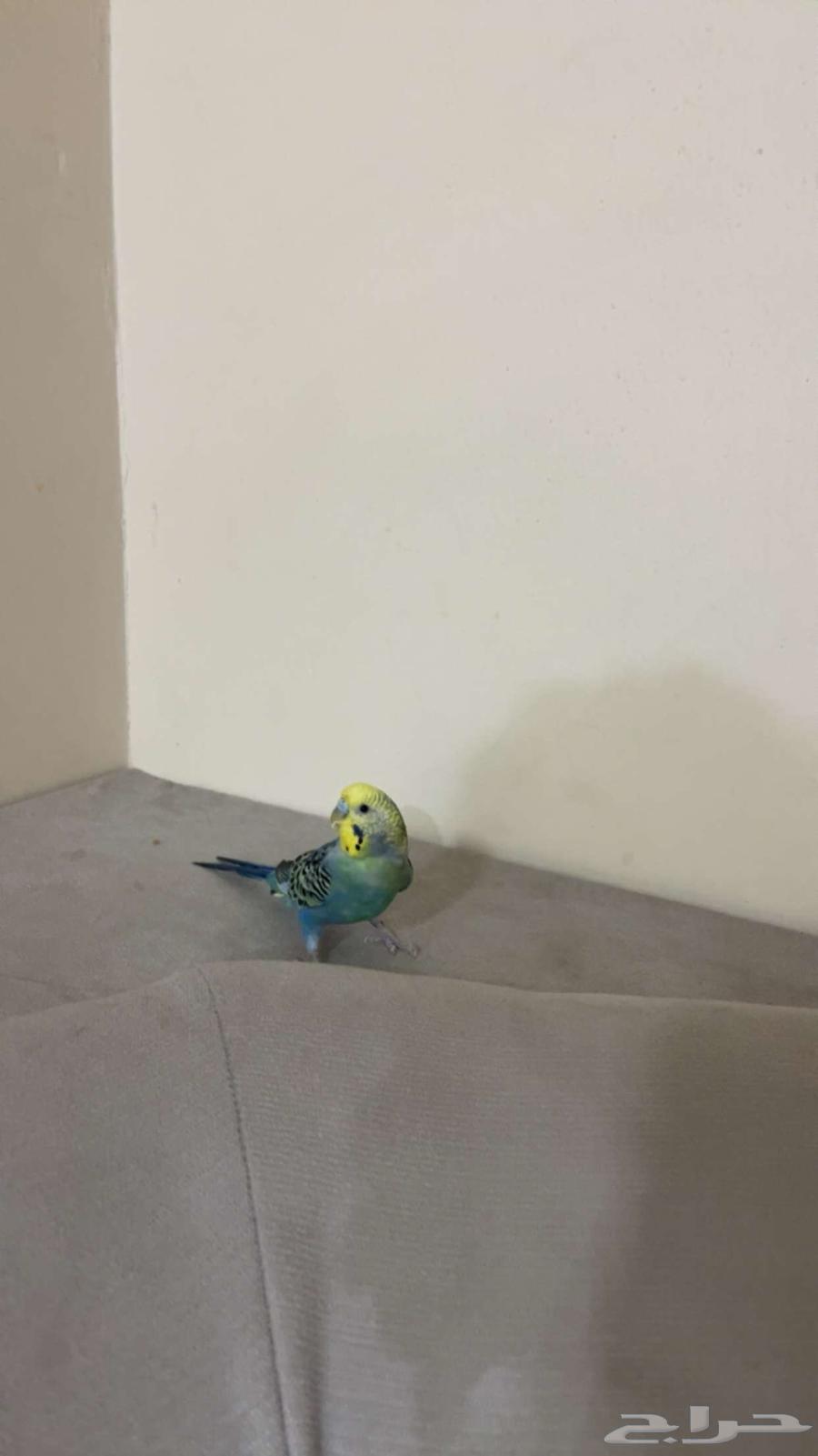 زوج بادجي للبيع64519554499073114