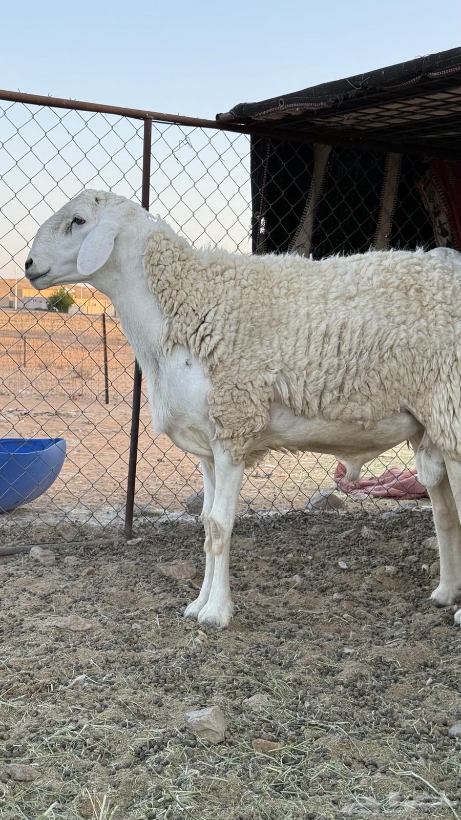 خروف حري صنف(تم البيع)64520275522179110