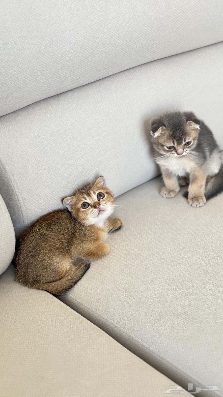 للبيع سكوتش فولد وبرتش قطط صغيره كتنز كتن64521780671107113