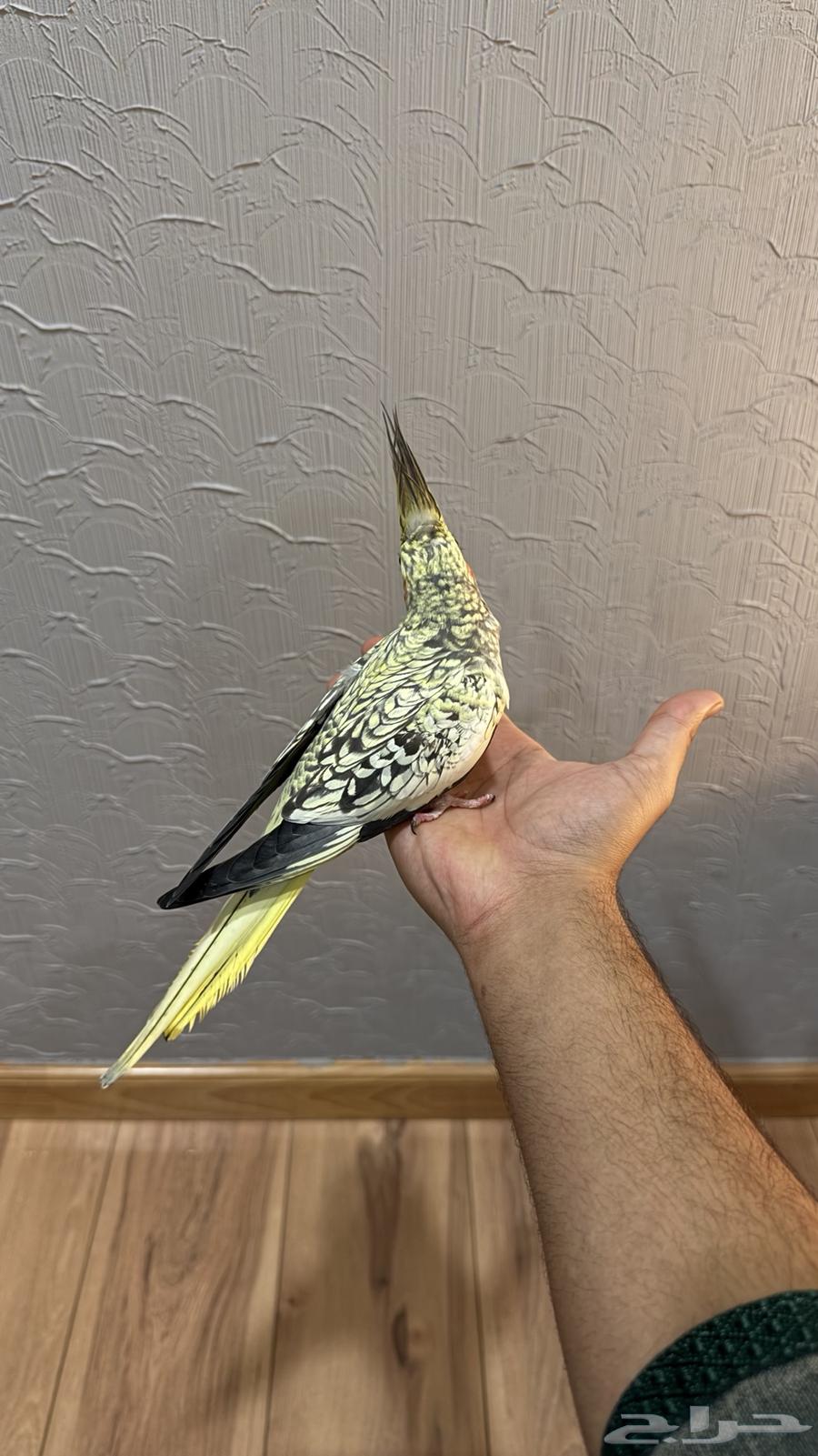 Crowan bird64522330852227113