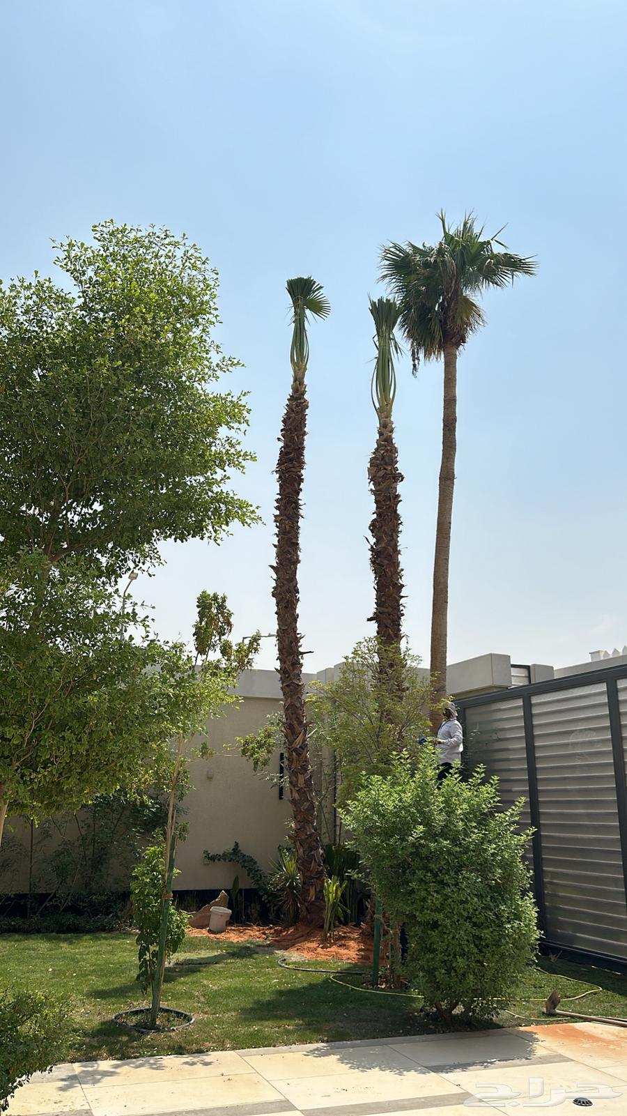 للبيع نخل واشنطني من جميع المقاسات64524614995203110