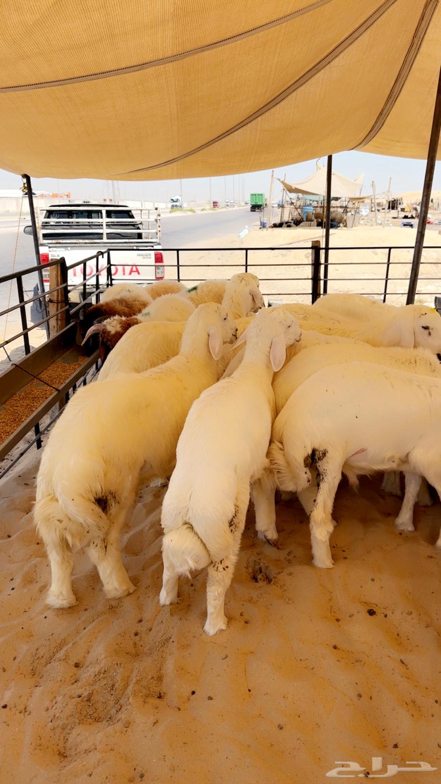 Freedom Sheep for All64521197271810111