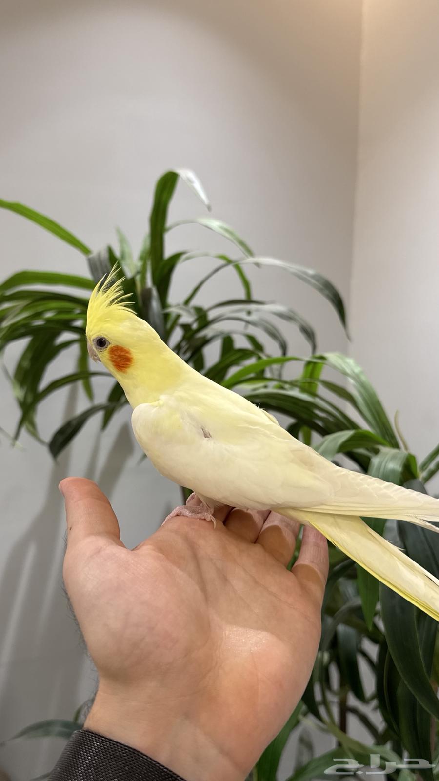 أنثى كروان اليييفه64526537853058113