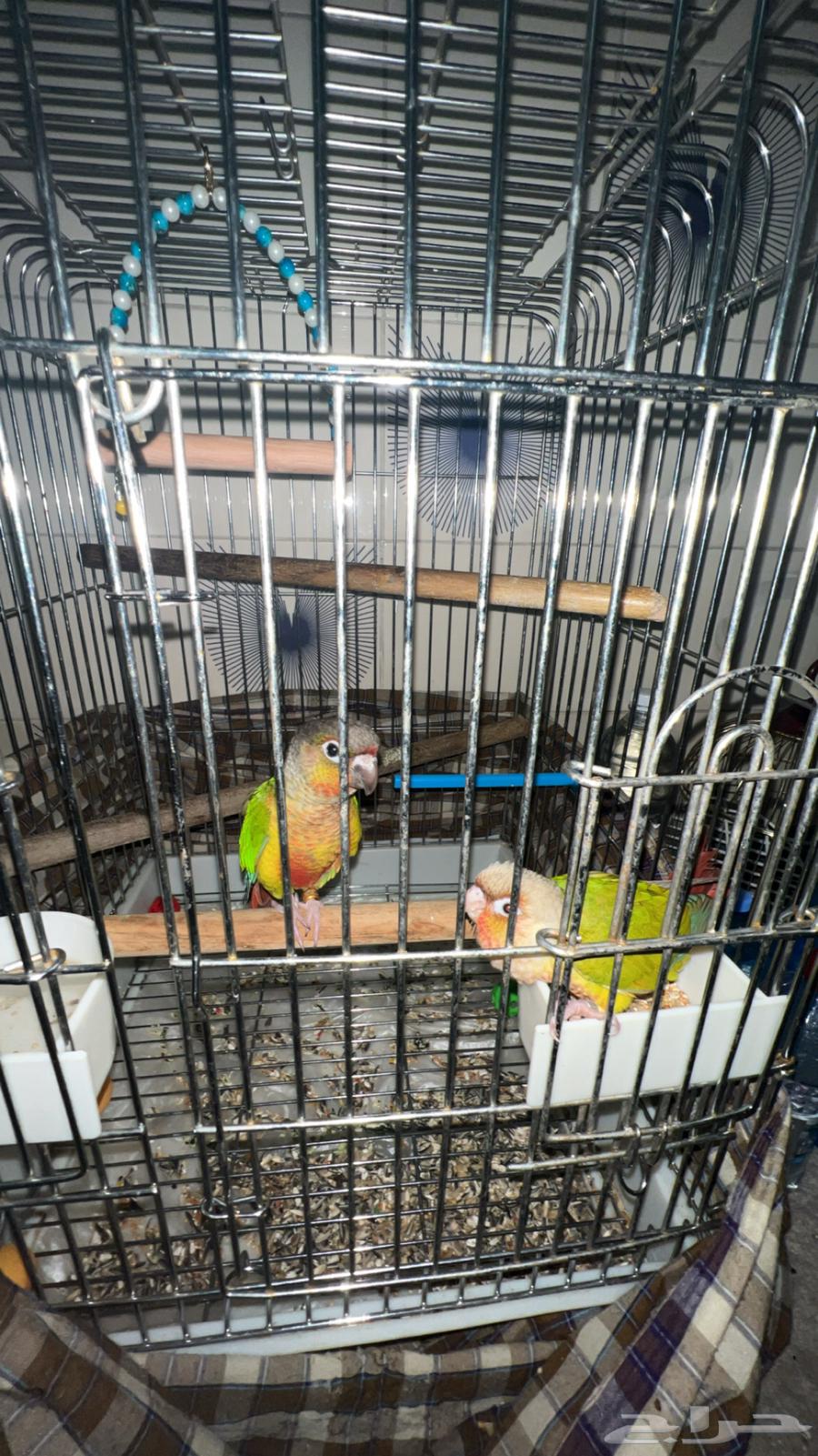 عصفورين كونيور64530036917249110