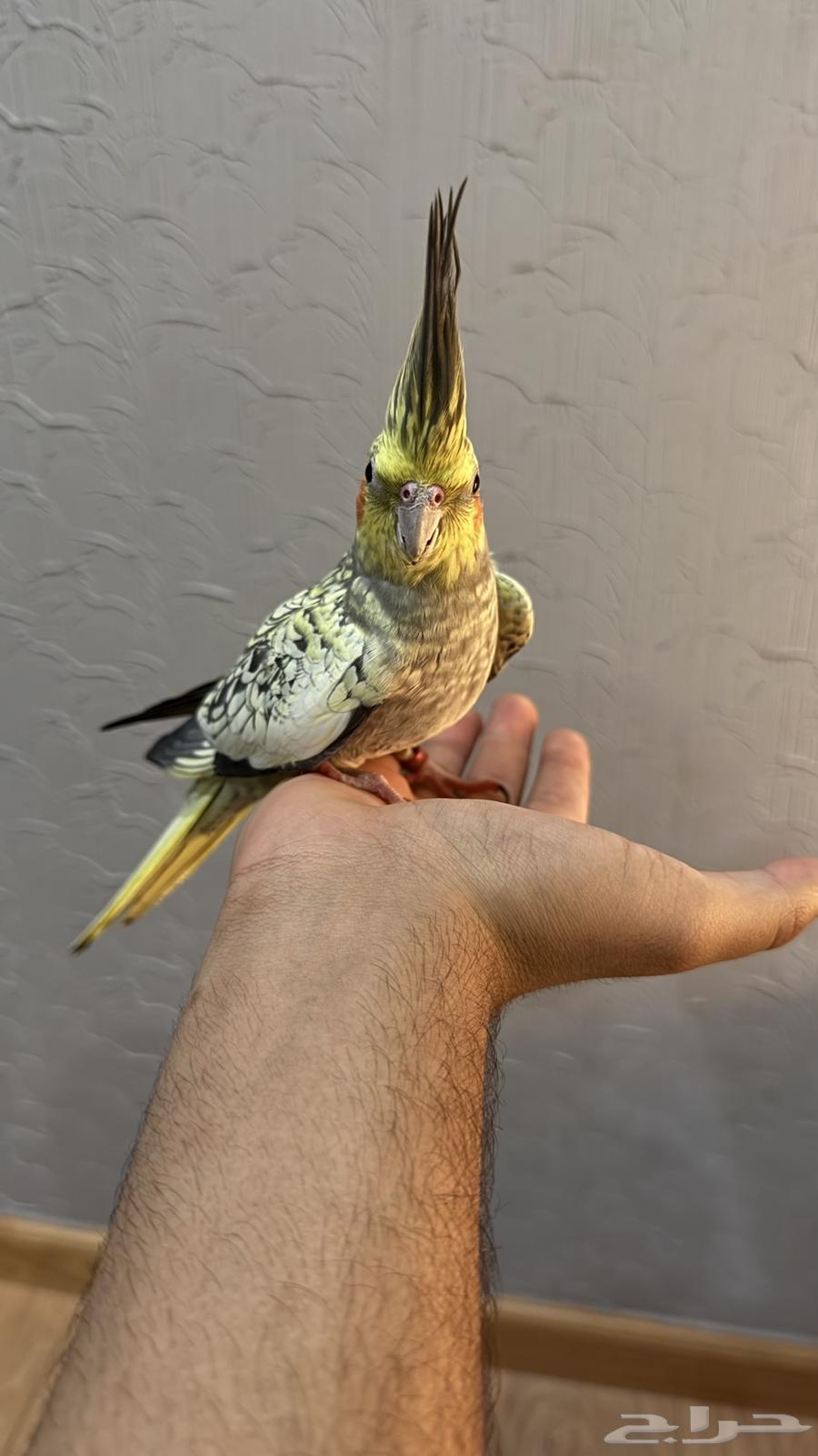 Crowan bird64522330852227110