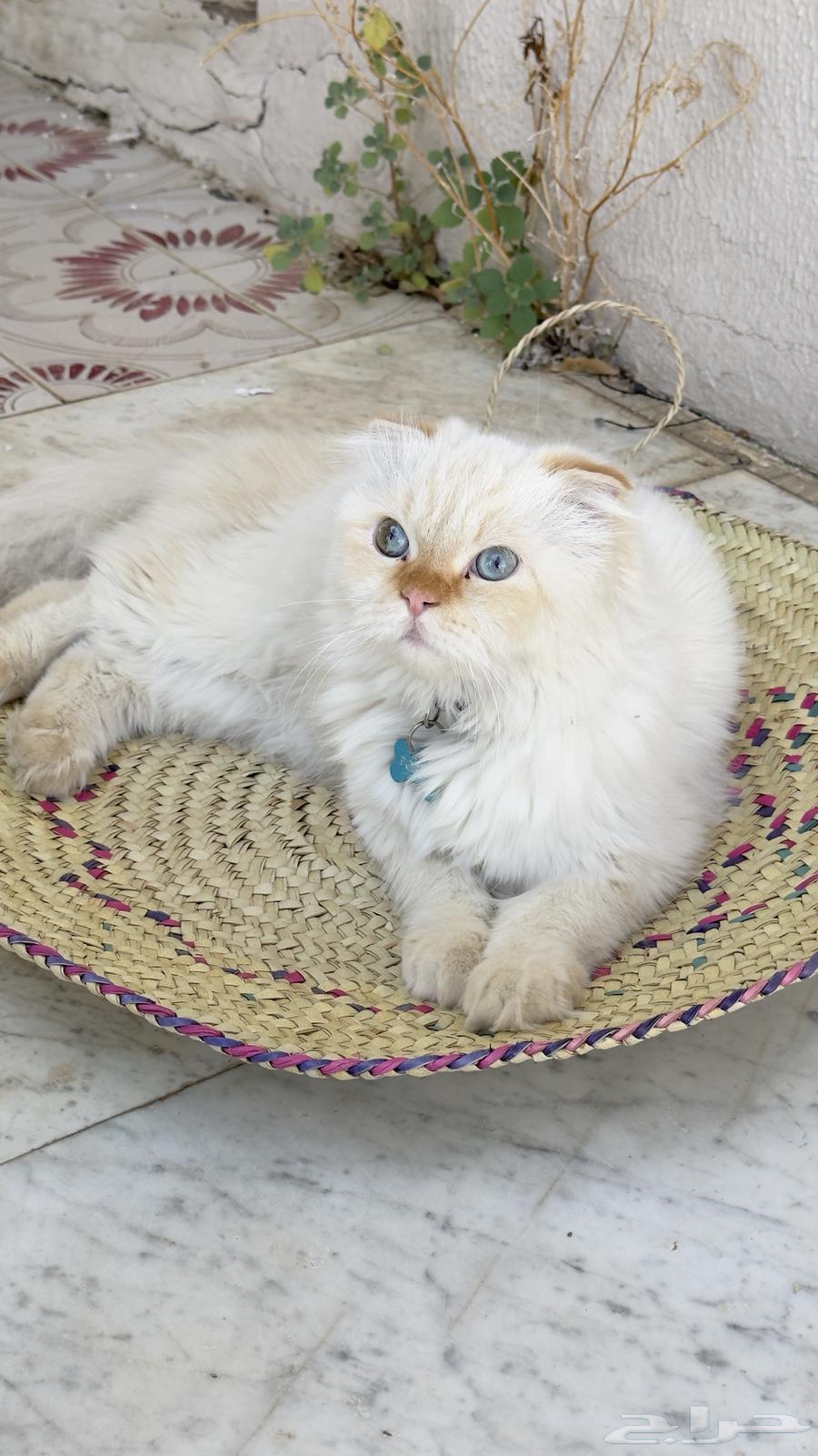 Scottish Fold Cat64521026231171113