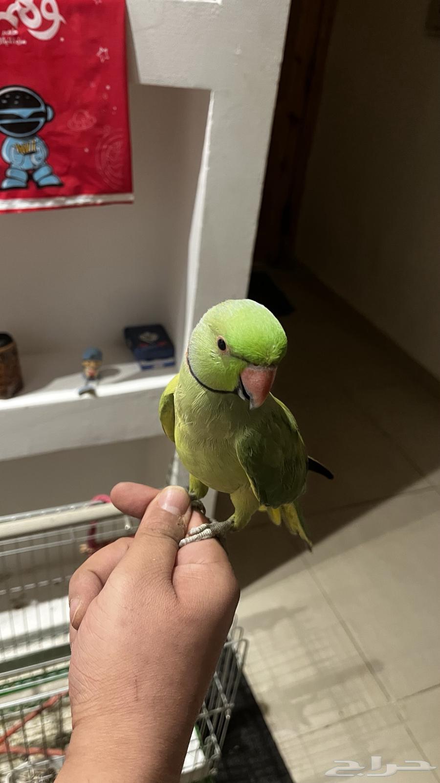 ببغاء دره64524420382339110