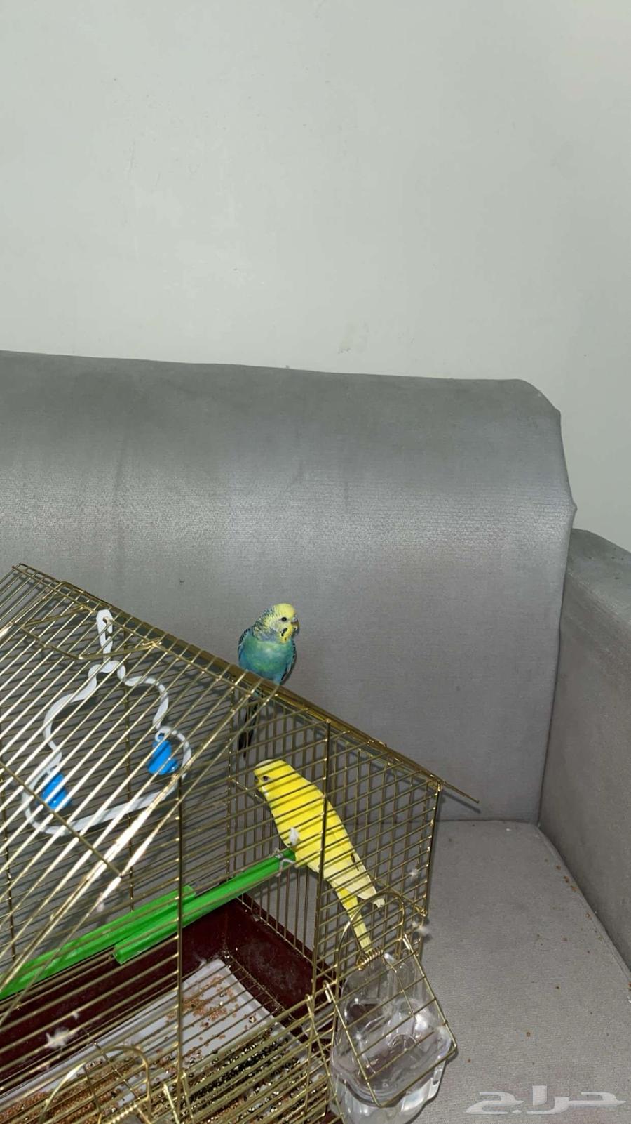 زوج بادجي للبيع64519554499073112