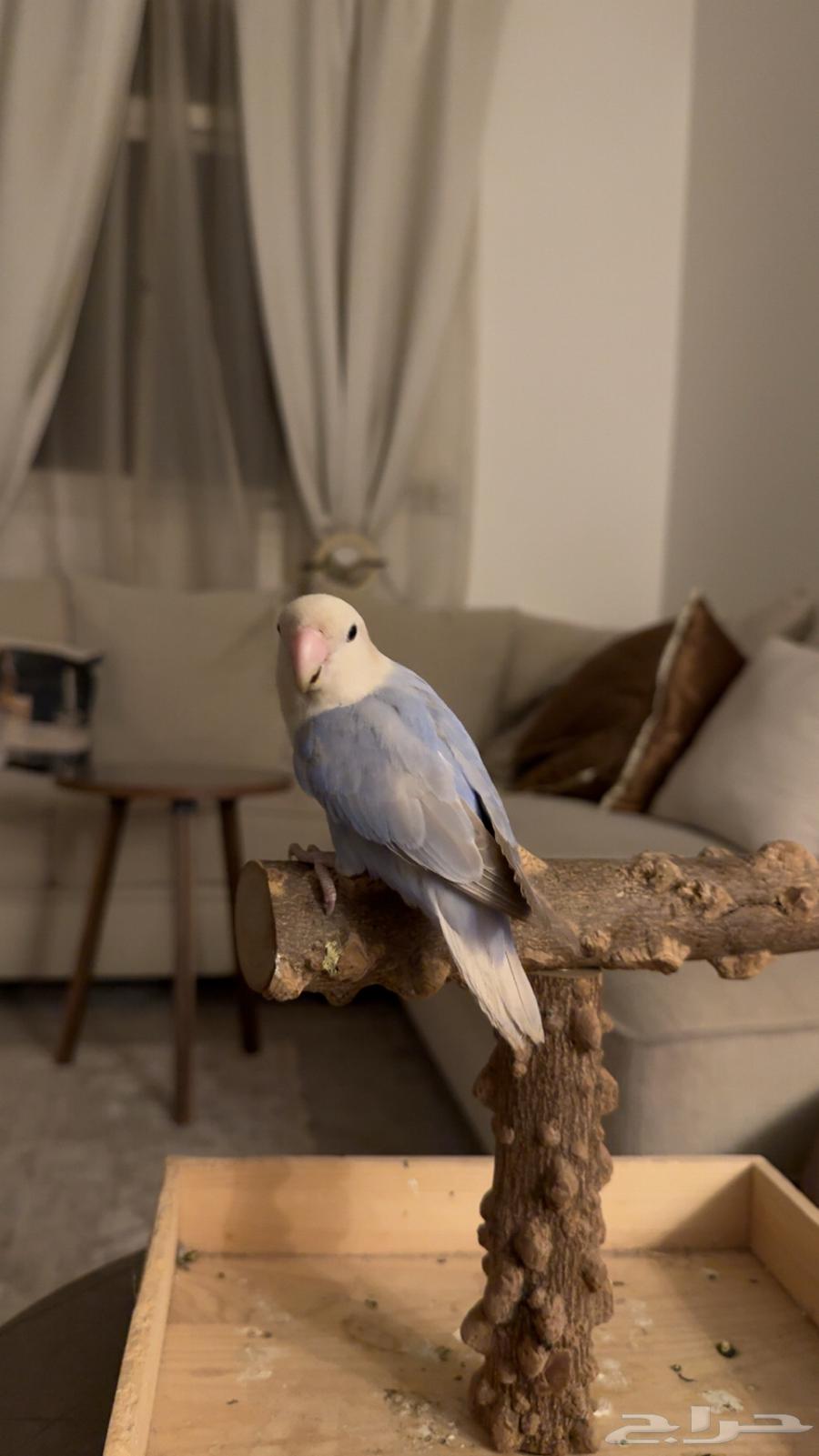 روز هدد داخلي وخارجي ((نشبه )) تم البيع64519087982210111