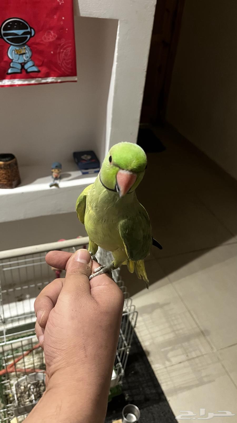 ببغاء دره64524420382339111