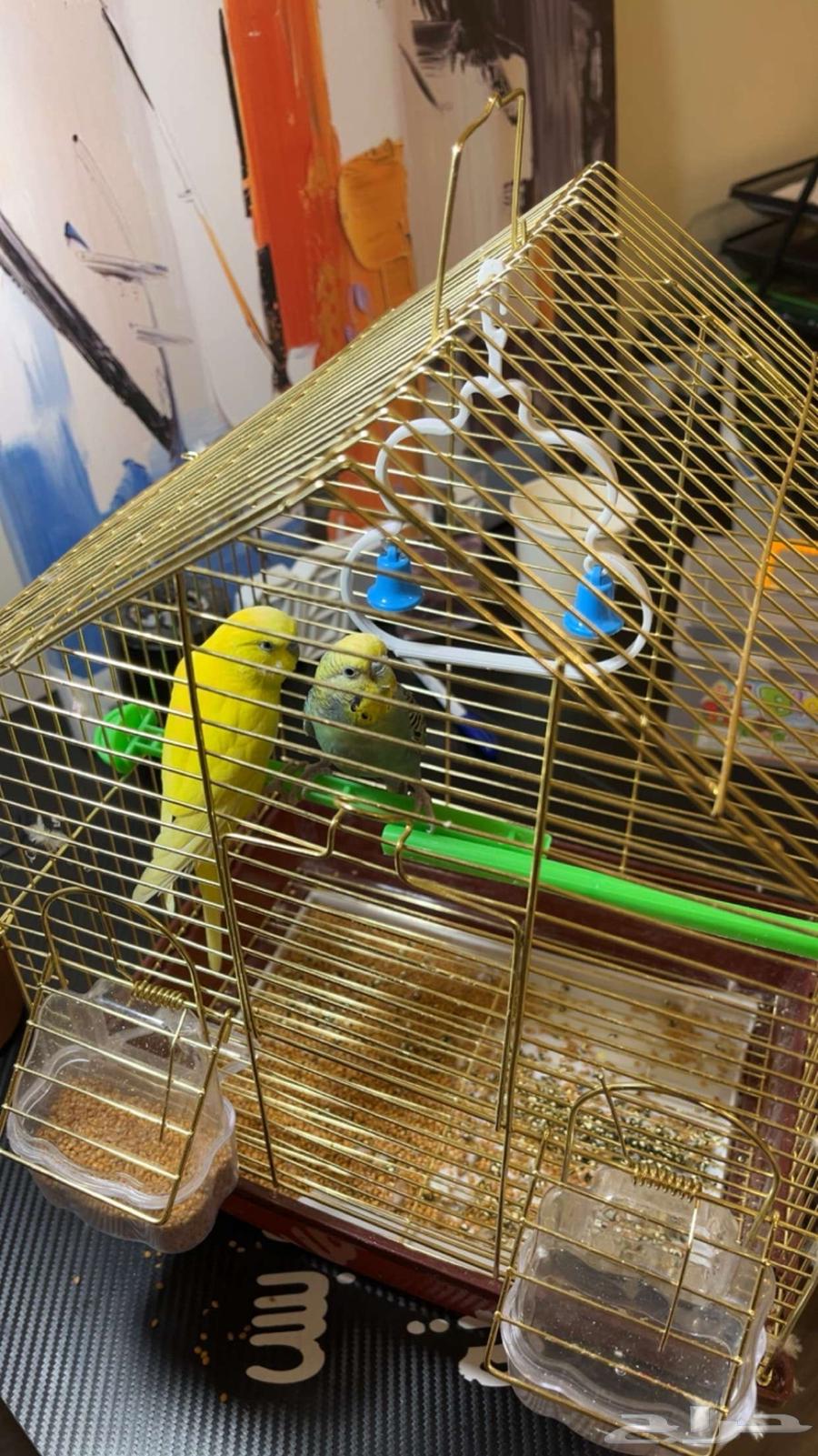 زوج بادجي للبيع64519554499073111