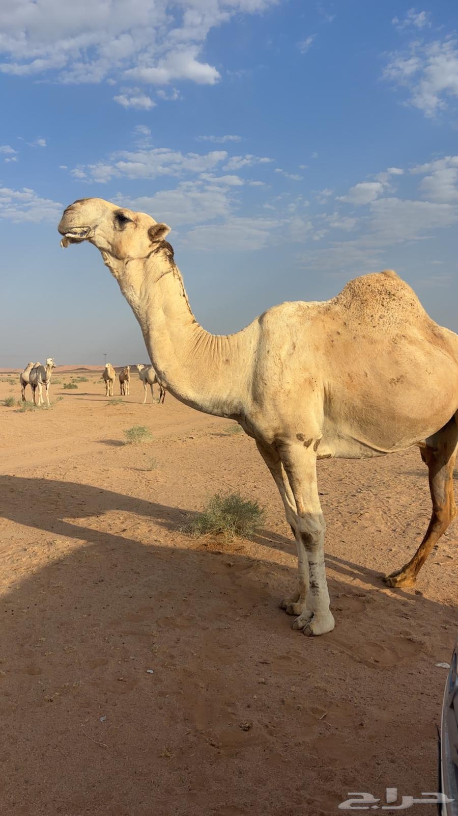 For sale: a good-quality racing camel with proven performance64524363001473112