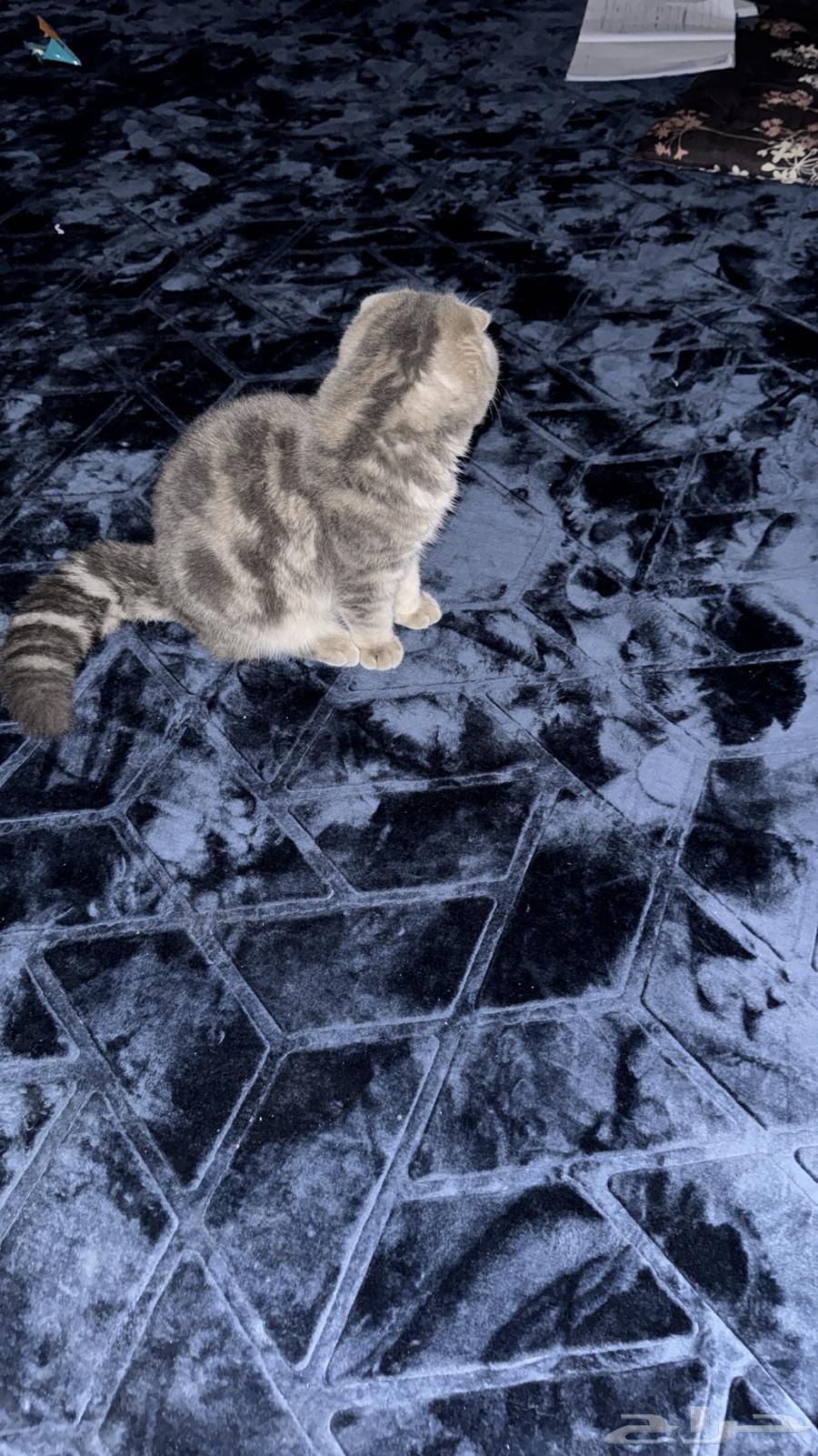 Scottish Fold Kitten for Sale64518946077185112