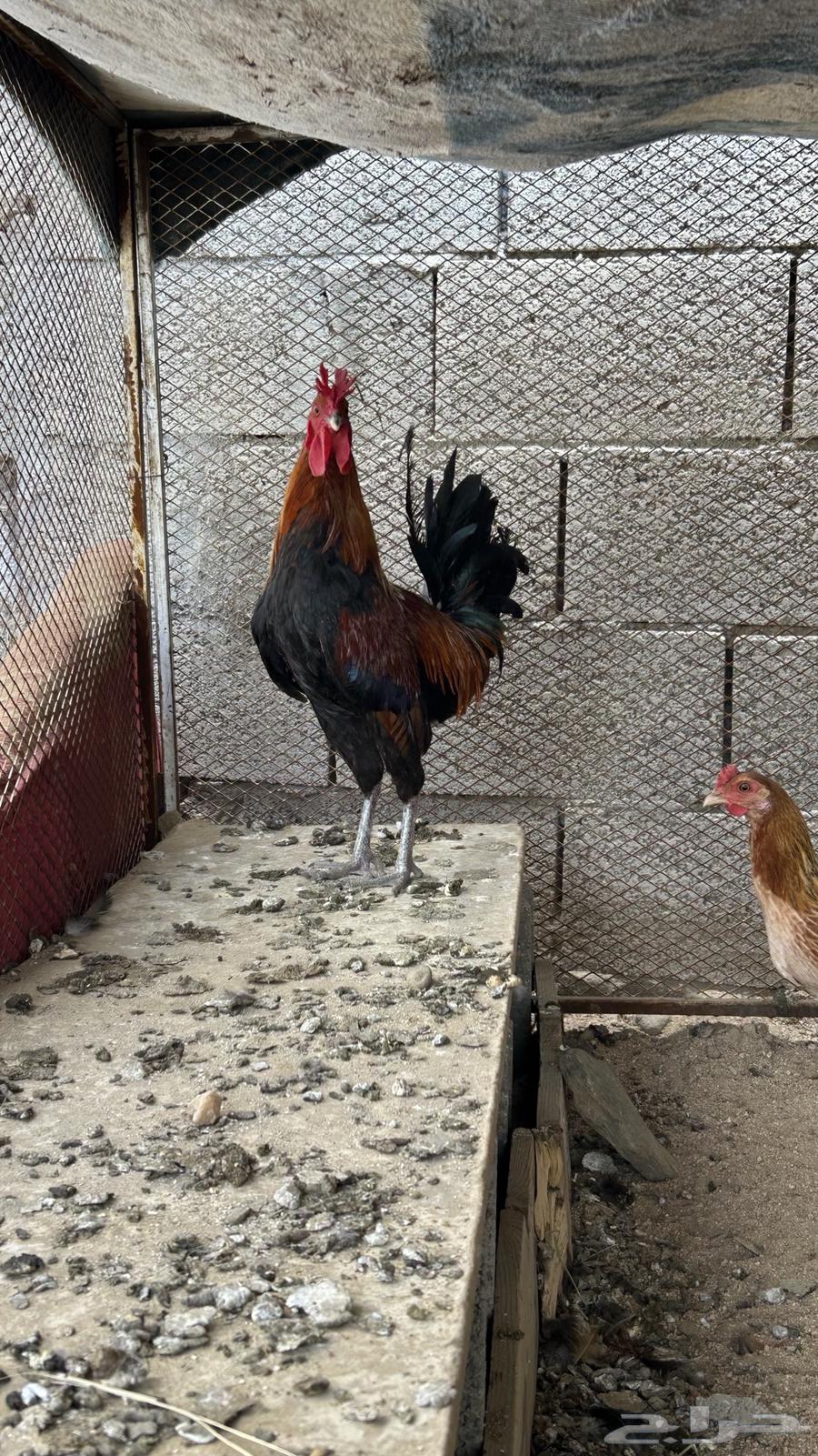 ديك عربي اصيل فري تاج للبيع64522075232769113