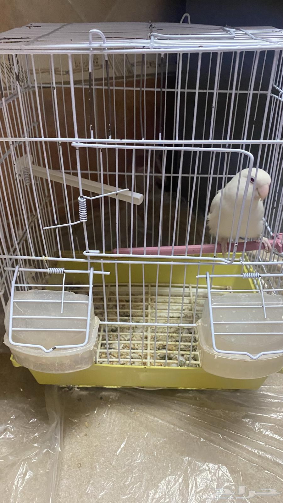 عصفور روز لبيع مشكلته انه في إعاقه بسيطه و سعره 20064526496261379110