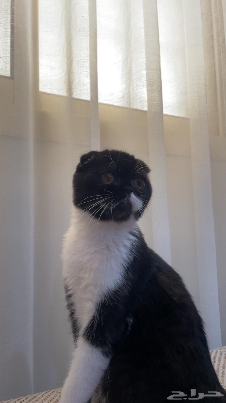 Scott Fold64526773115650110