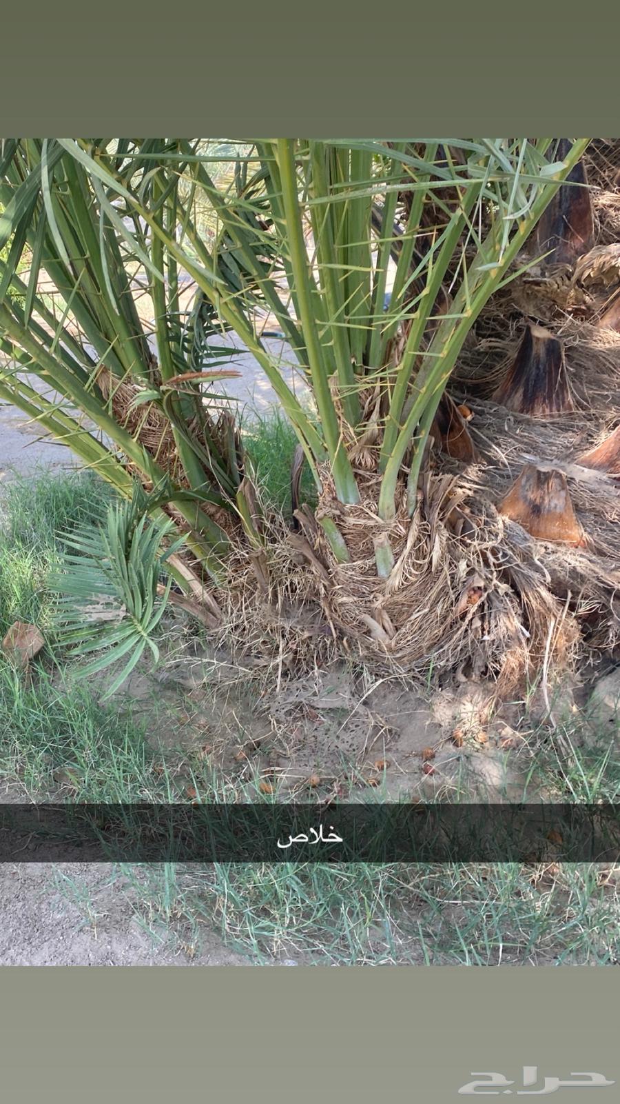 جثيث مخاريف للبيع64457254981890114