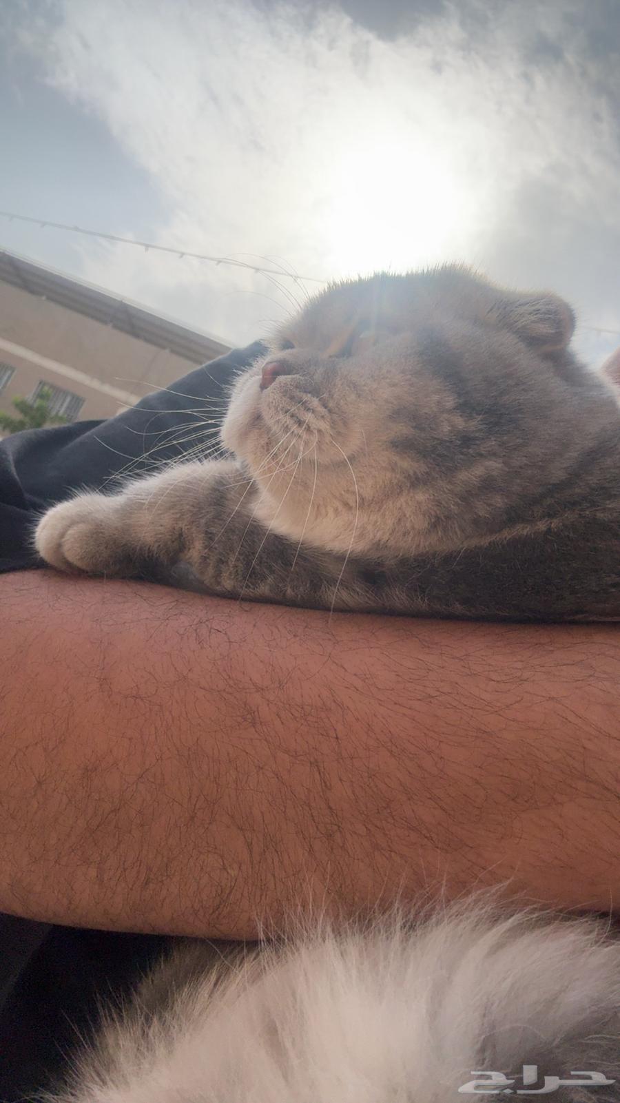 Scottish Fold Kitten for Sale64518946077185113