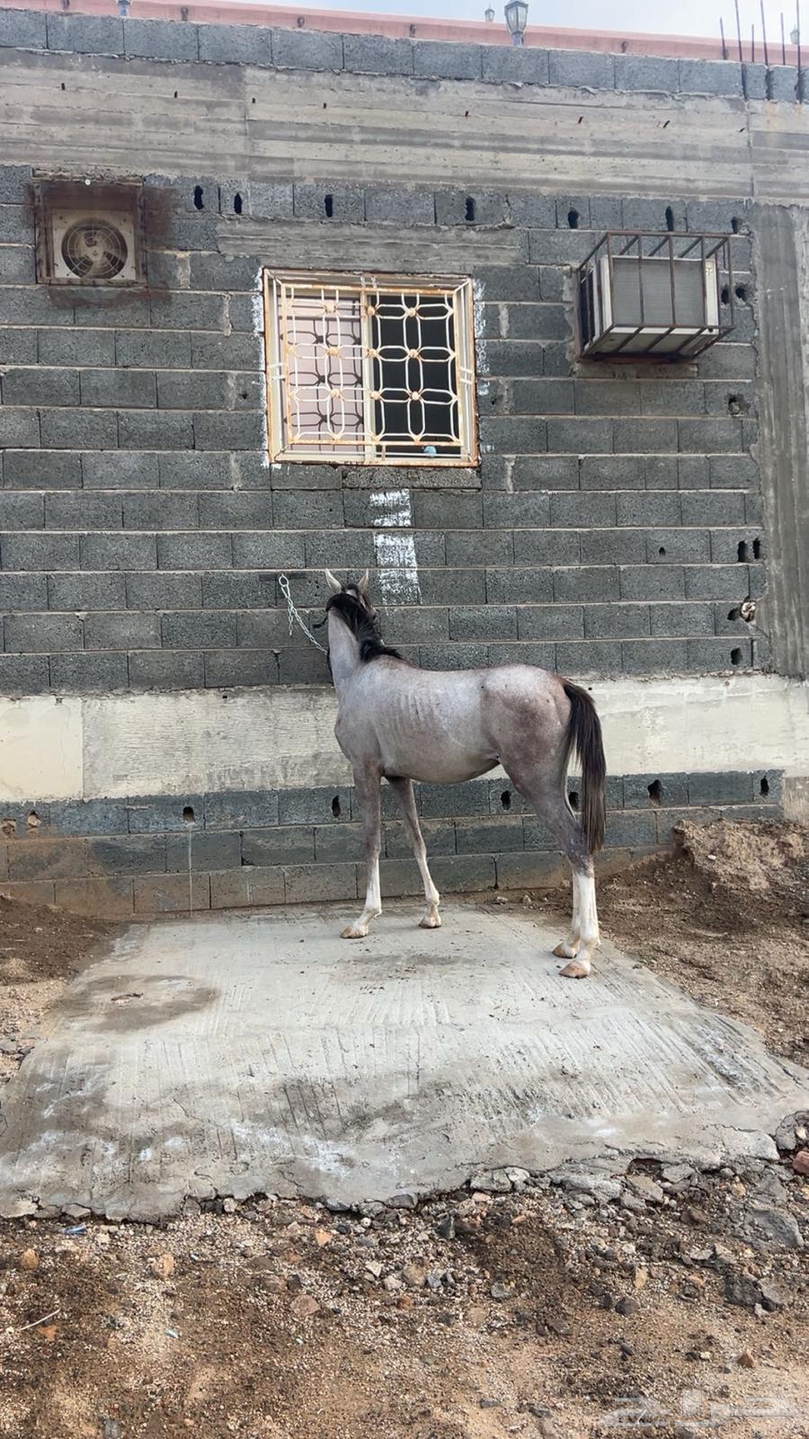 مهر للبيع او للبدل64523569881475111