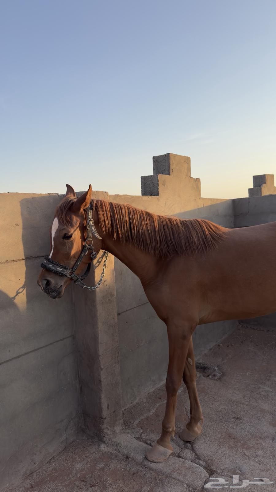 مهره شعبيه للبيع العمر سنتين64524284793859111