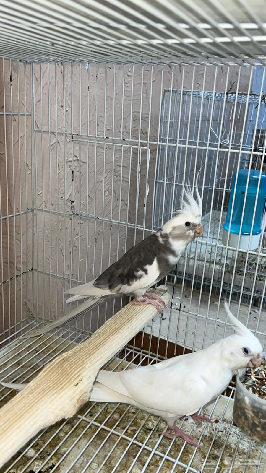 زوج كروان تم البيع ماشاءالله64525552397571110