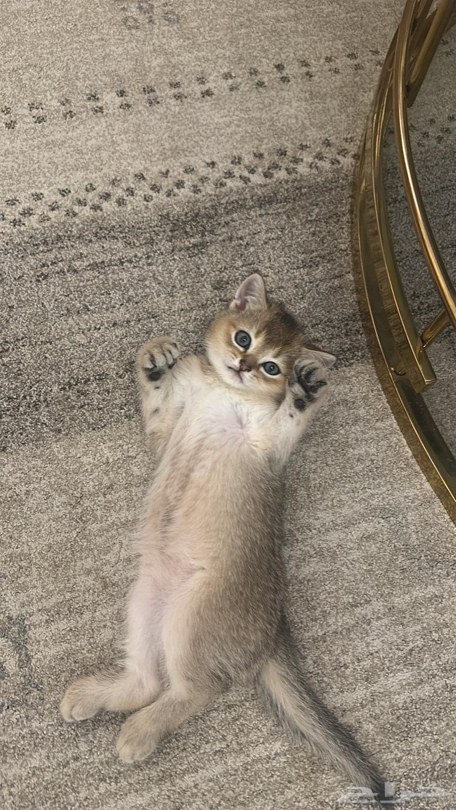 Three Scottish Fold Kittens and Their Mother64520161574145110