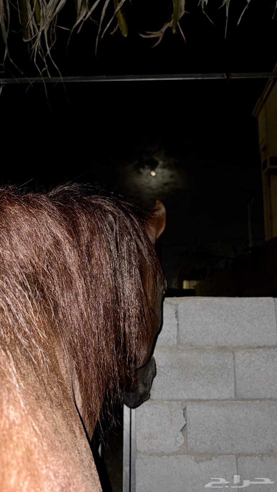 تعليم ركوب الخيل و الفروسية64518930728707111