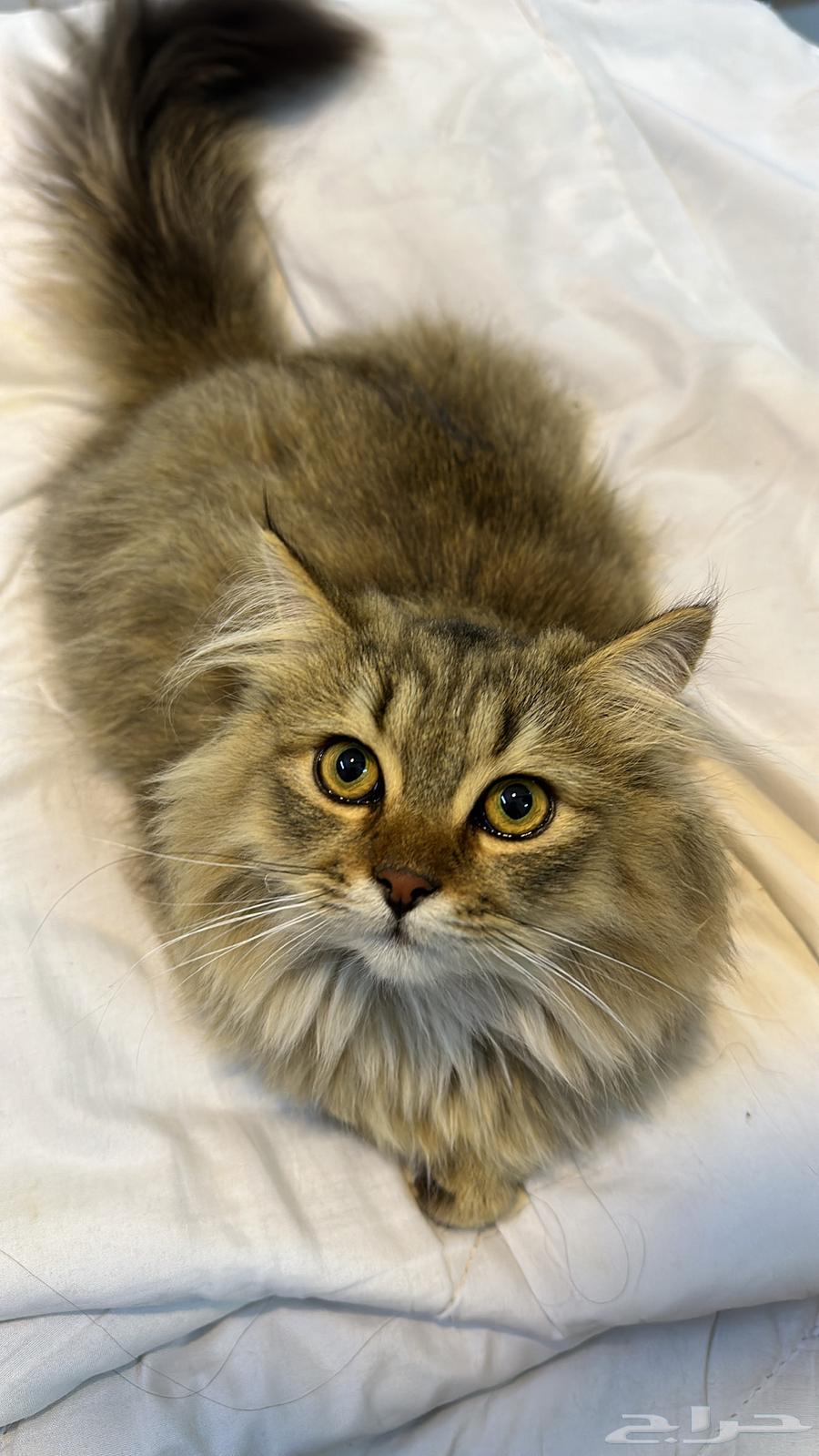قط ذكر للبيع العمر 6 شهور السعر 20064524698315907111