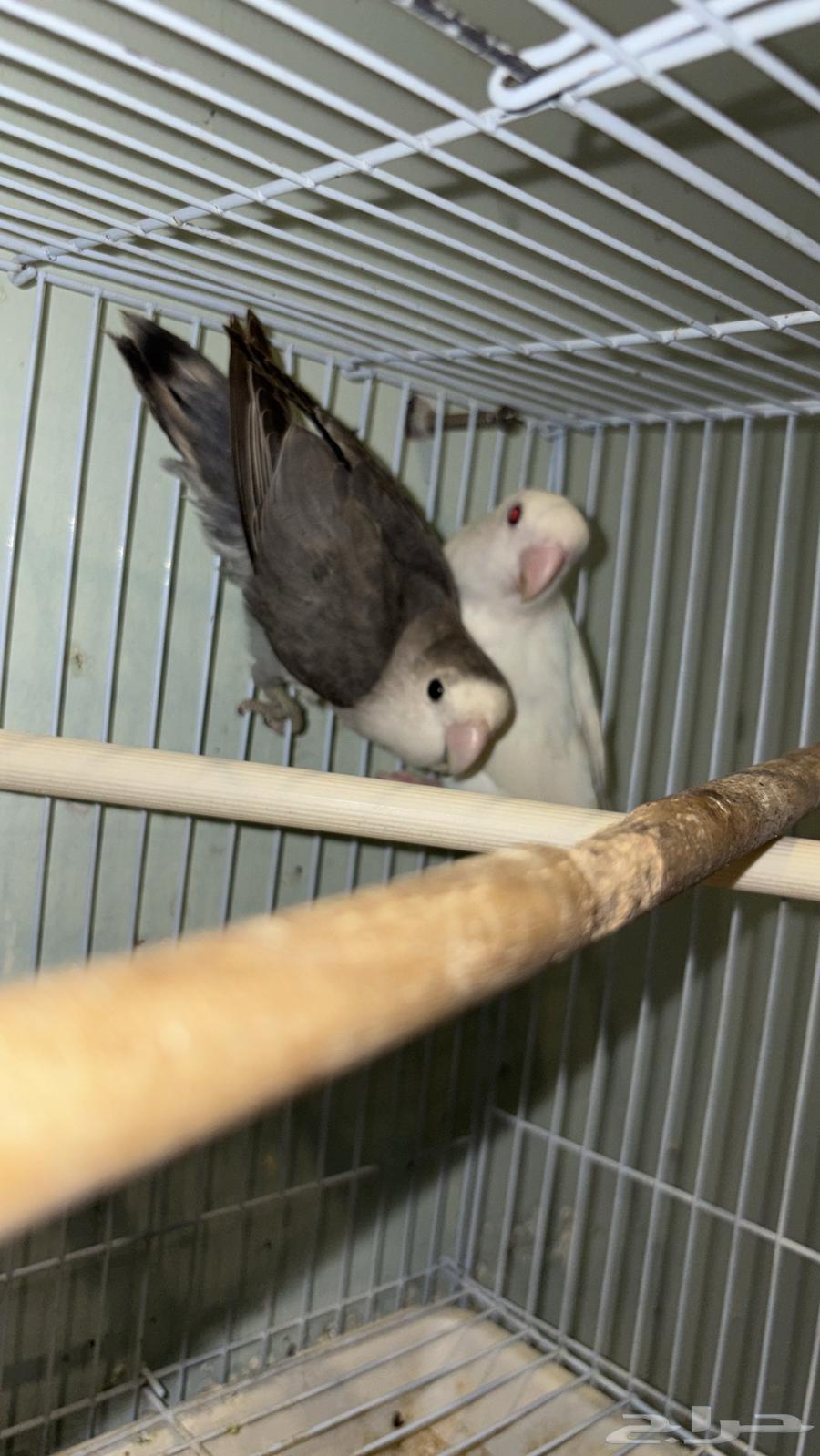 Pigeon pair, breeding stock available64521083236866113