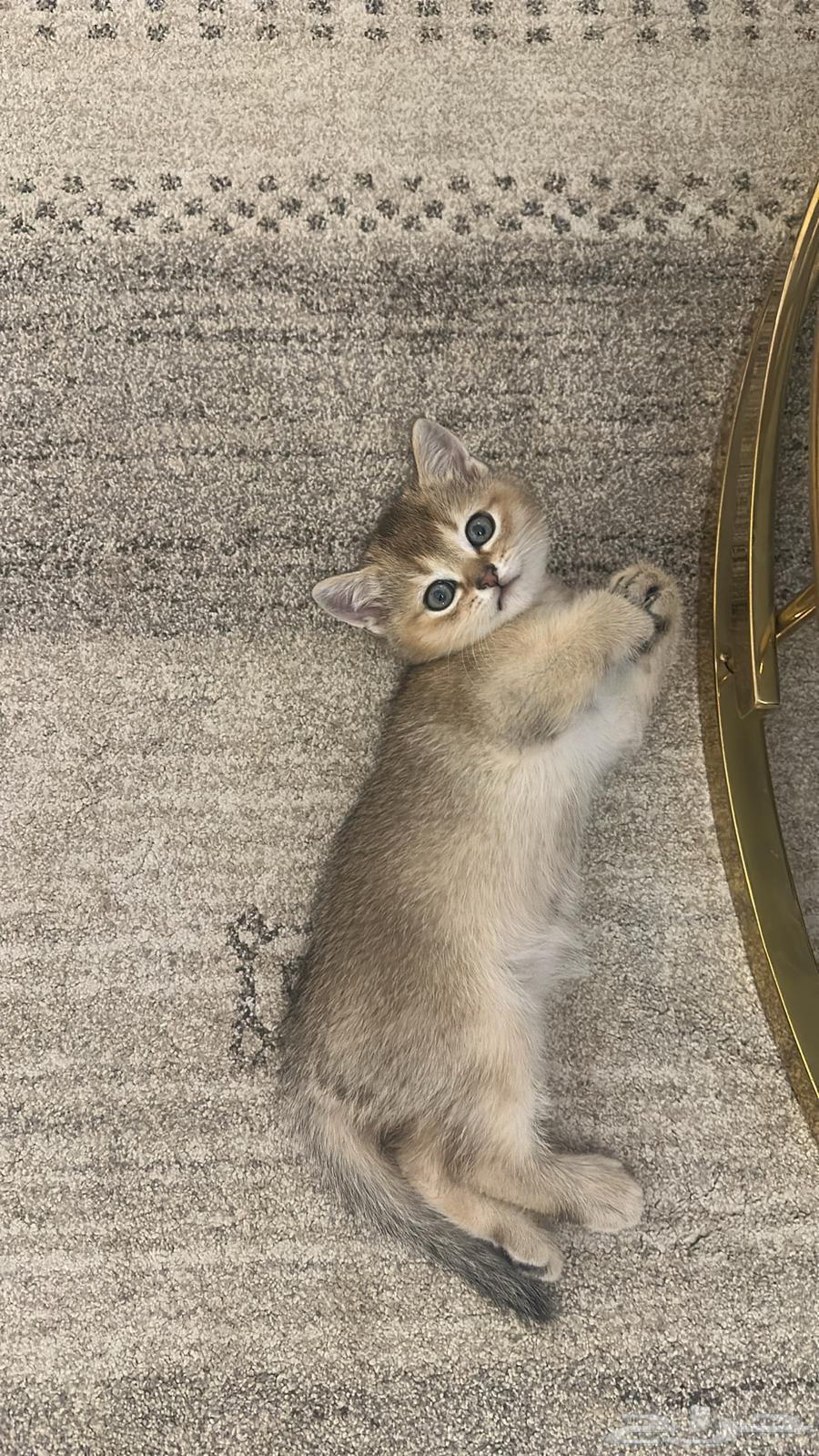 Three Scottish Fold Kittens and Their Mother64520161574145112