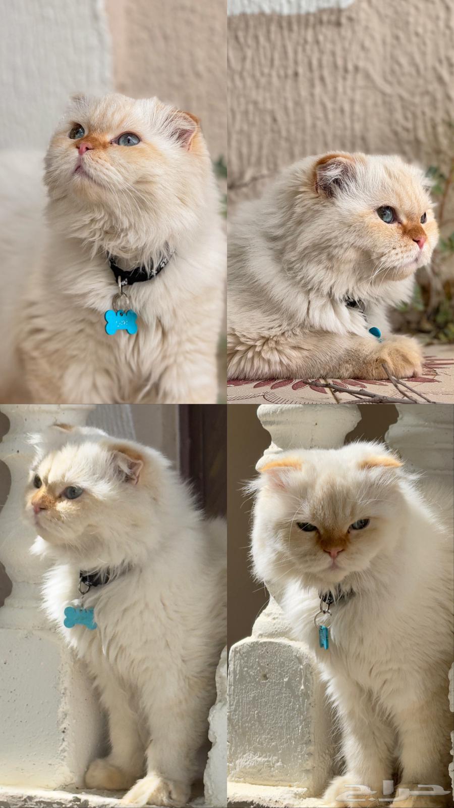 Scottish Fold Cat64521026231171111