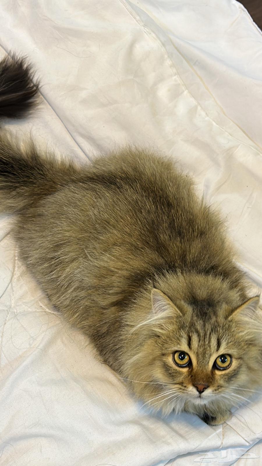 قط ذكر للبيع العمر 6 شهور السعر 20064524698315907110