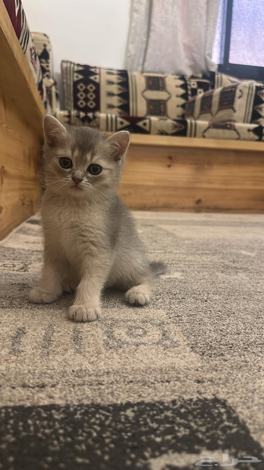 Three Scottish Fold Kittens and Their Mother64520161574145111