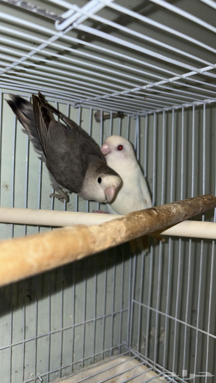 Pigeon pair, breeding stock available64521083236866112