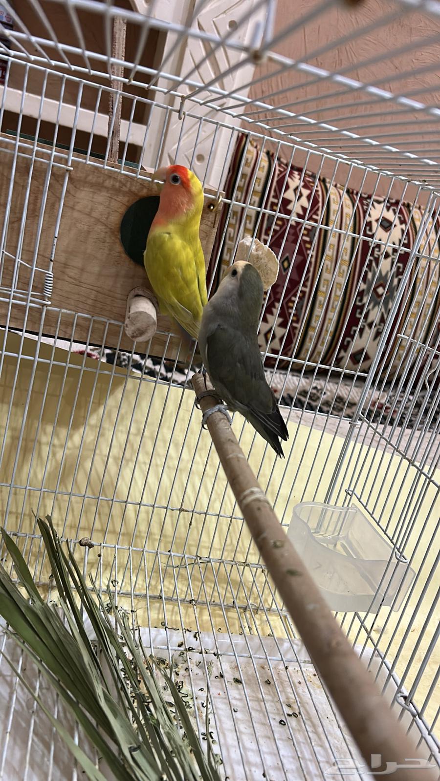 Hello and may the peace and mercy of God be upon you, after that I present to you a pair of rose ring doves64525109226498111