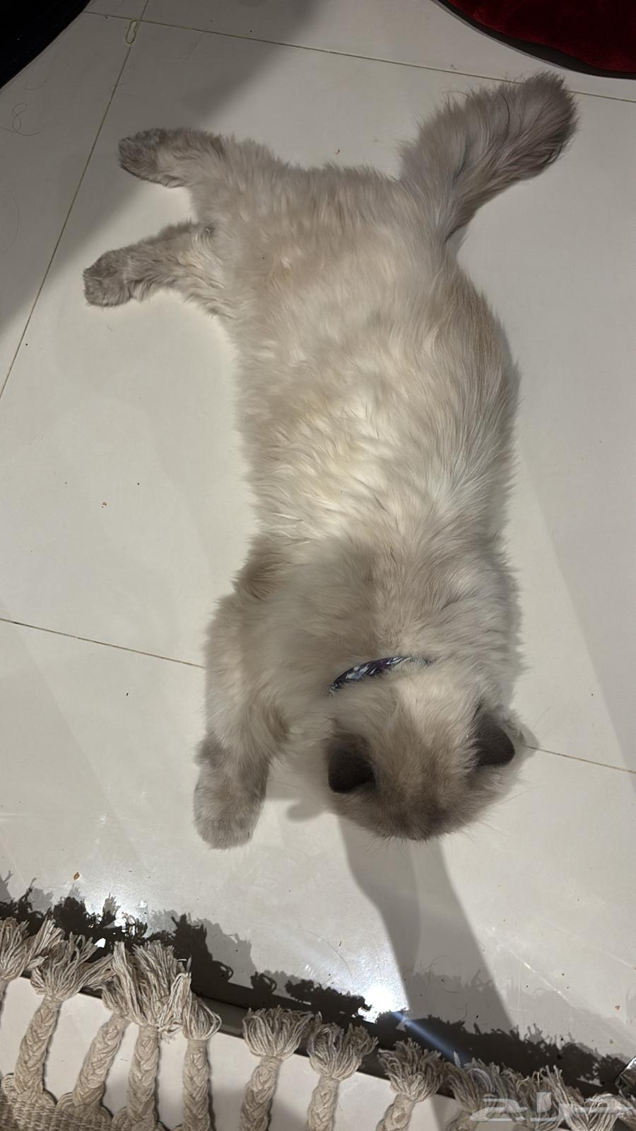 قط هملايا للبيع64524656814338111