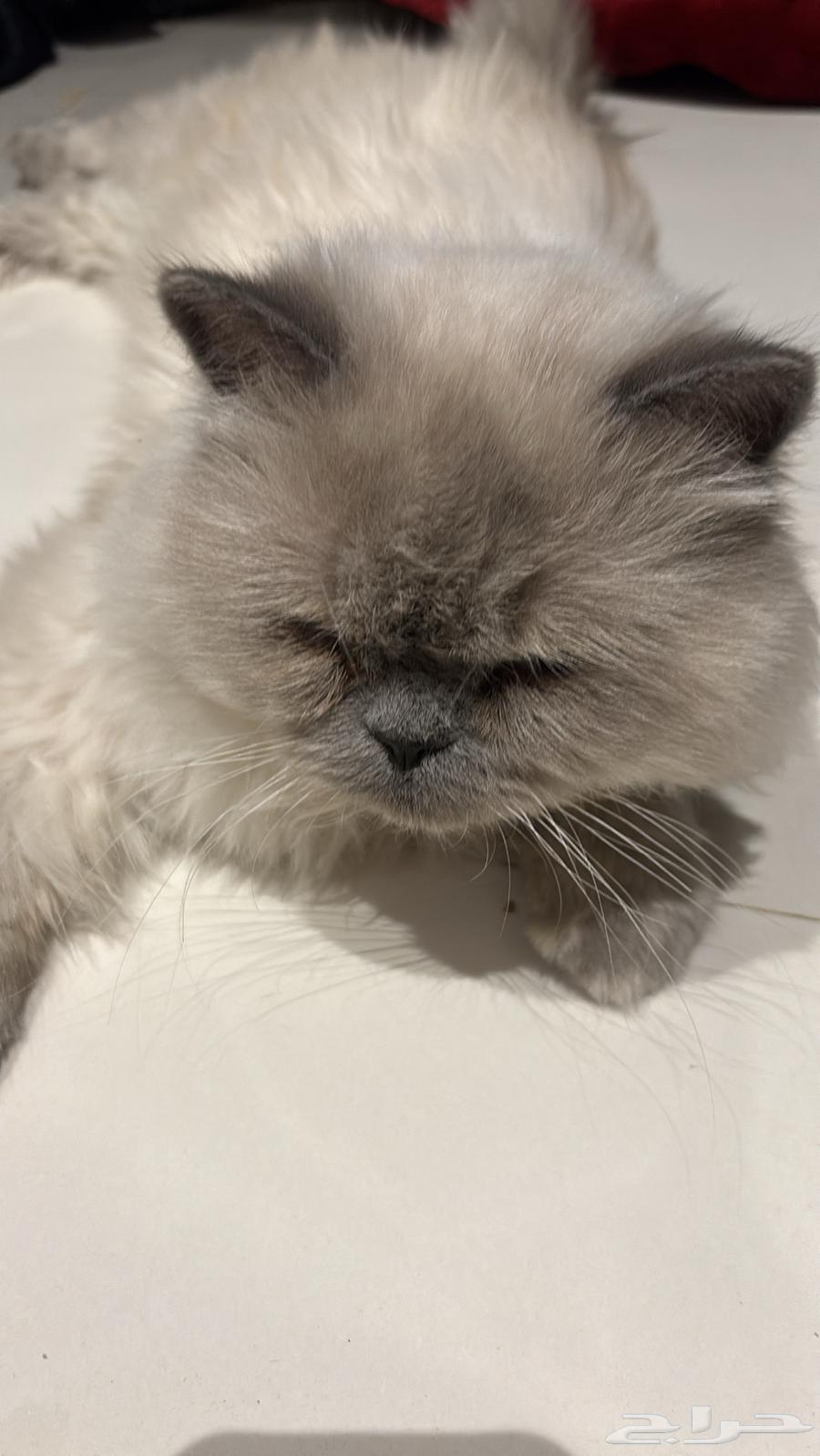 قط هملايا للبيع64524656814338112