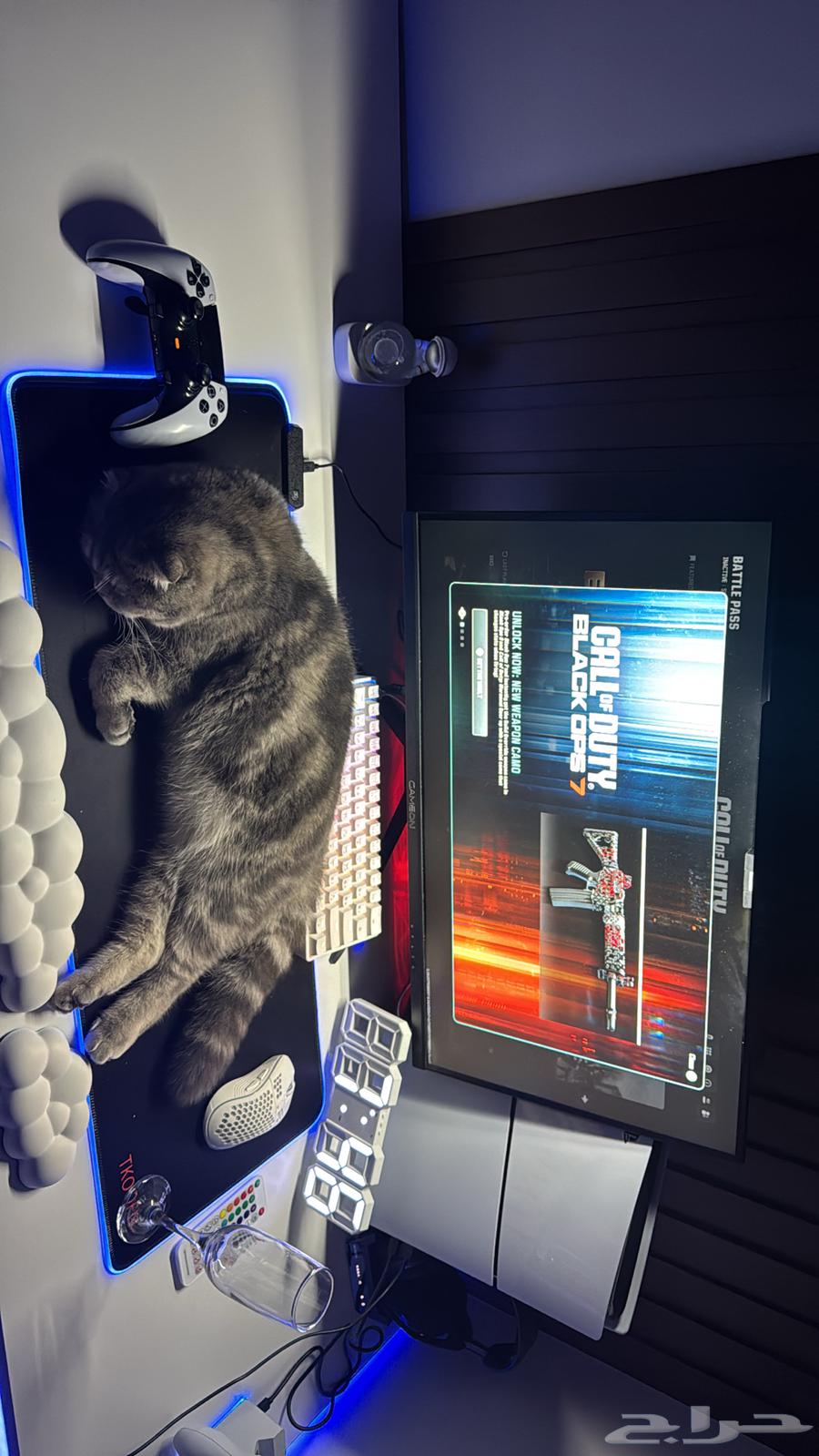 Scottish Fold Kitten for Sale64518946077185110