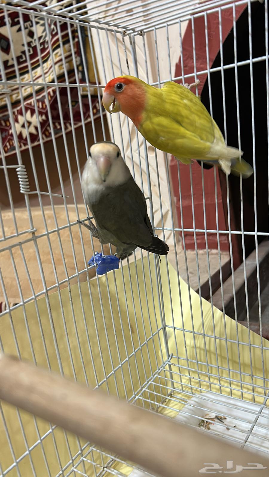 Hello and may the peace and mercy of God be upon you, after that I present to you a pair of rose ring doves64525109226498110