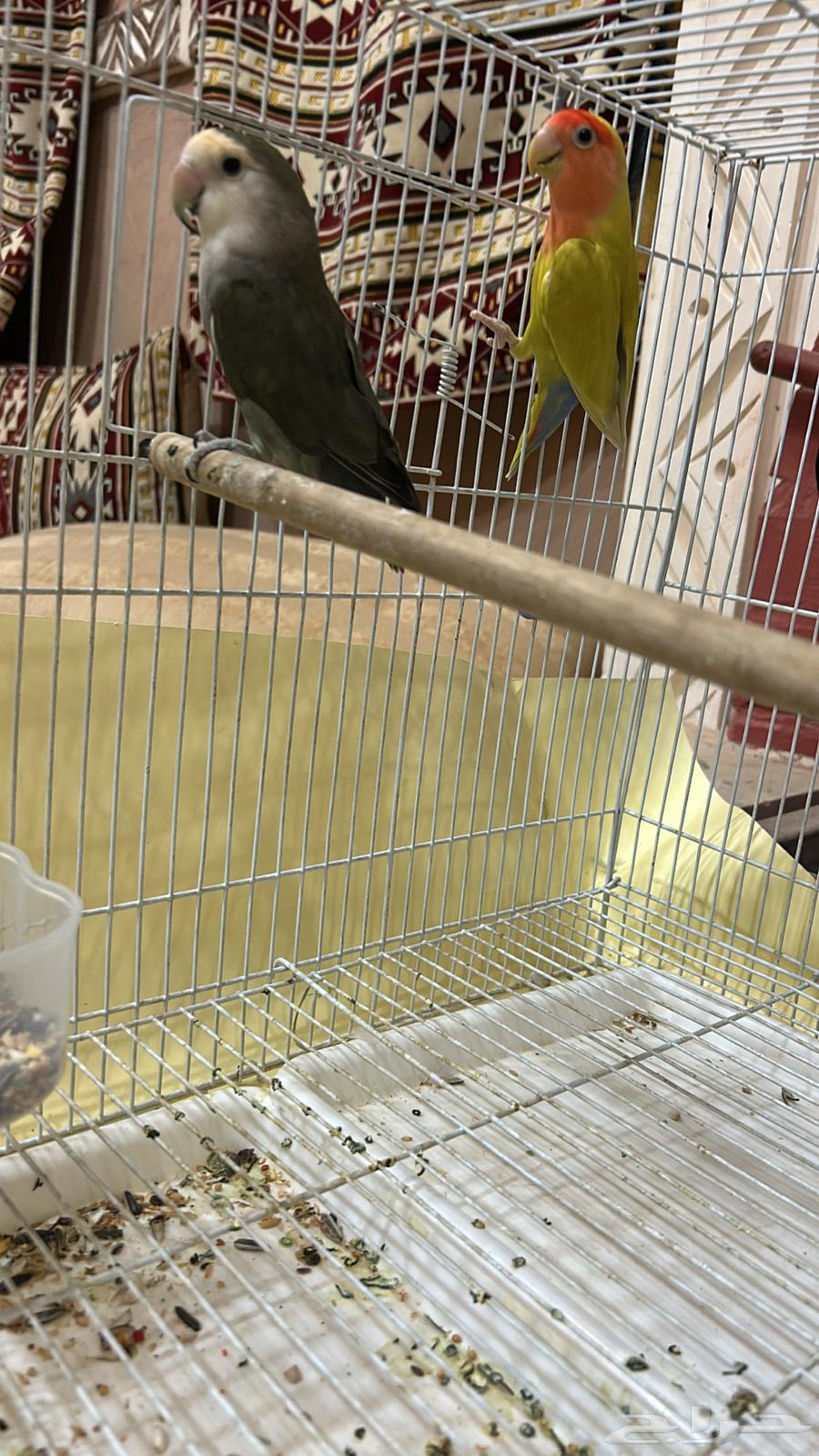 Hello and may the peace and mercy of God be upon you, after that I present to you a pair of rose ring doves64525109226498112