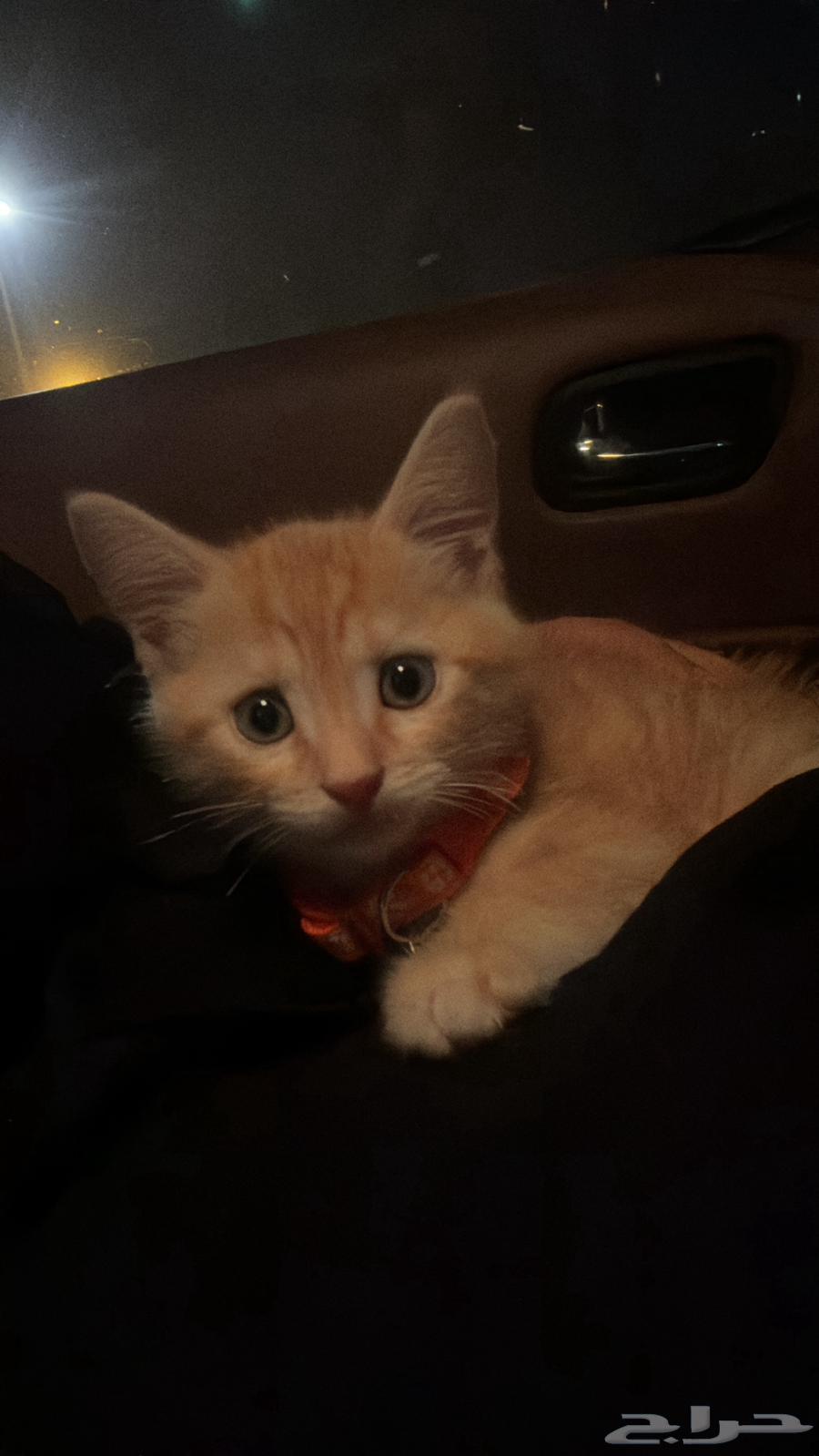 Persian kitten for sale at 200 with all its accessories, urgent64523668737155111