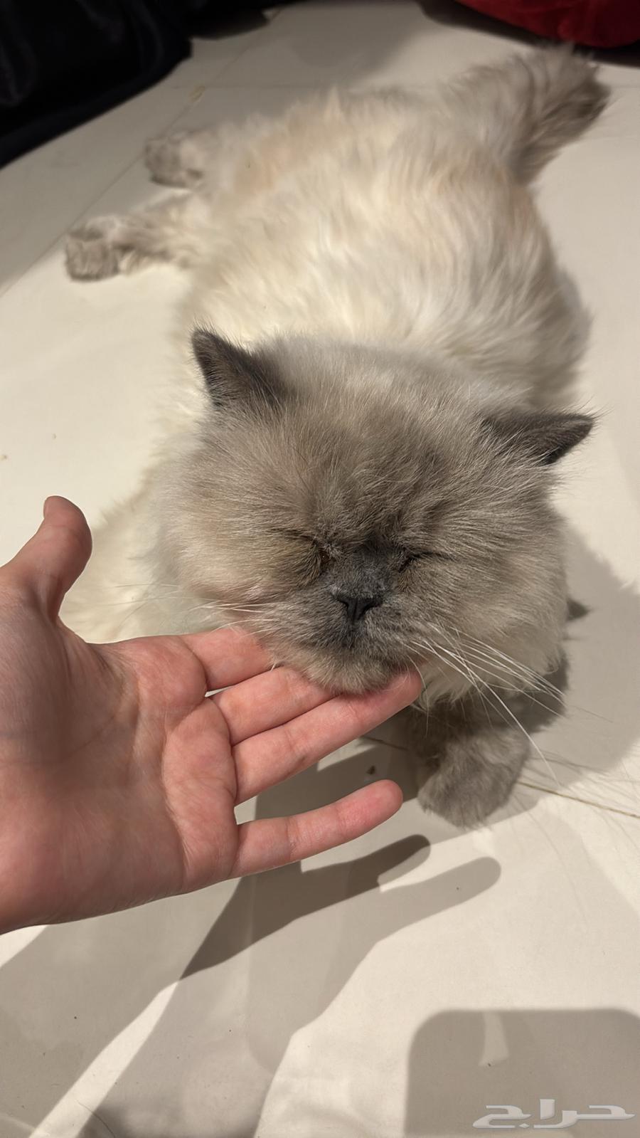 قط هملايا للبيع64524656814338110