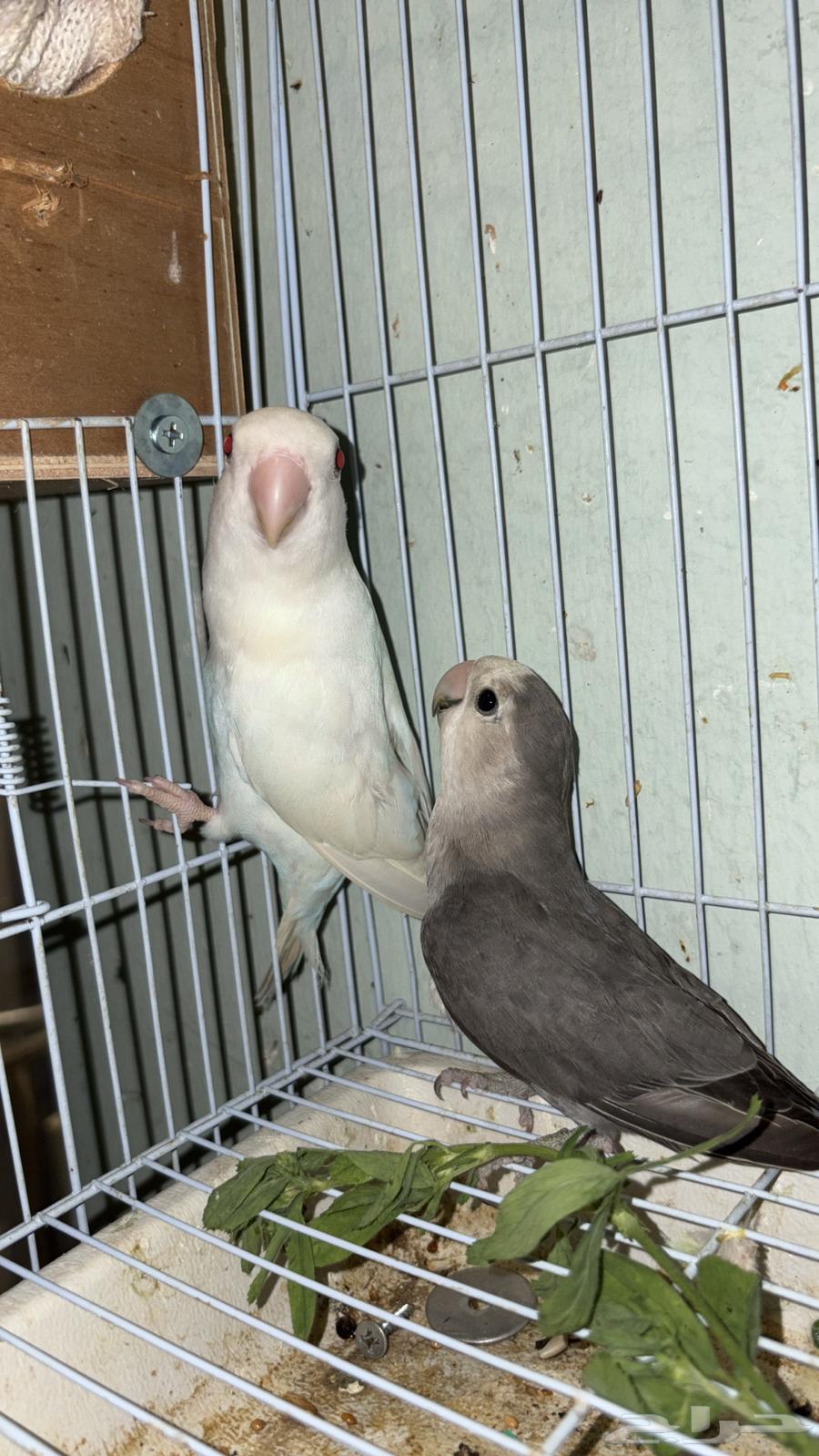 Pigeon pair, breeding stock available64521083236866111