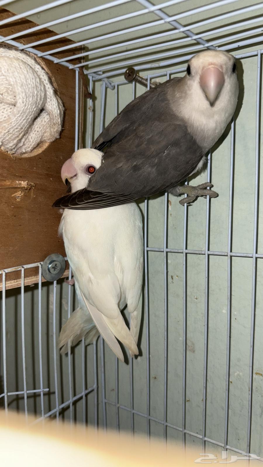 Pigeon pair, breeding stock available64521083236866110