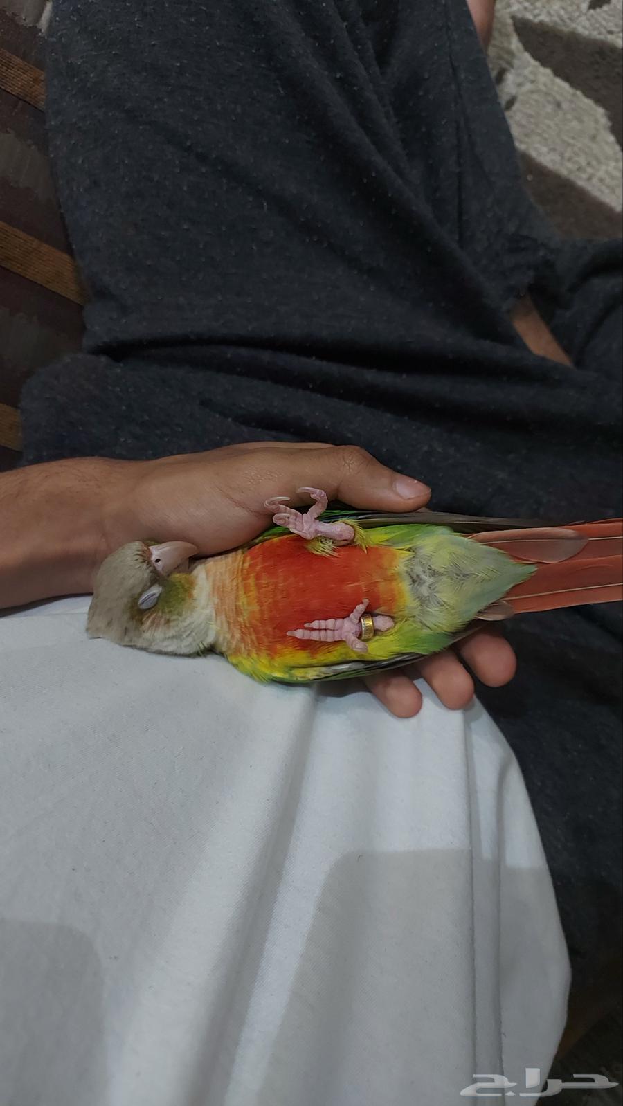 Kiwi the pineapple64519540249602112