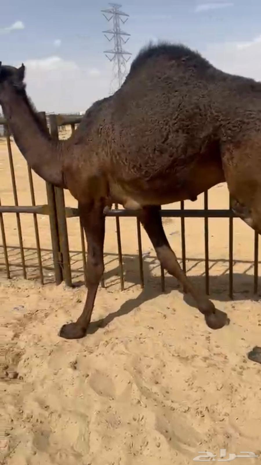 Selling a closed fully furnished apartment, contact via call only64525164467459110