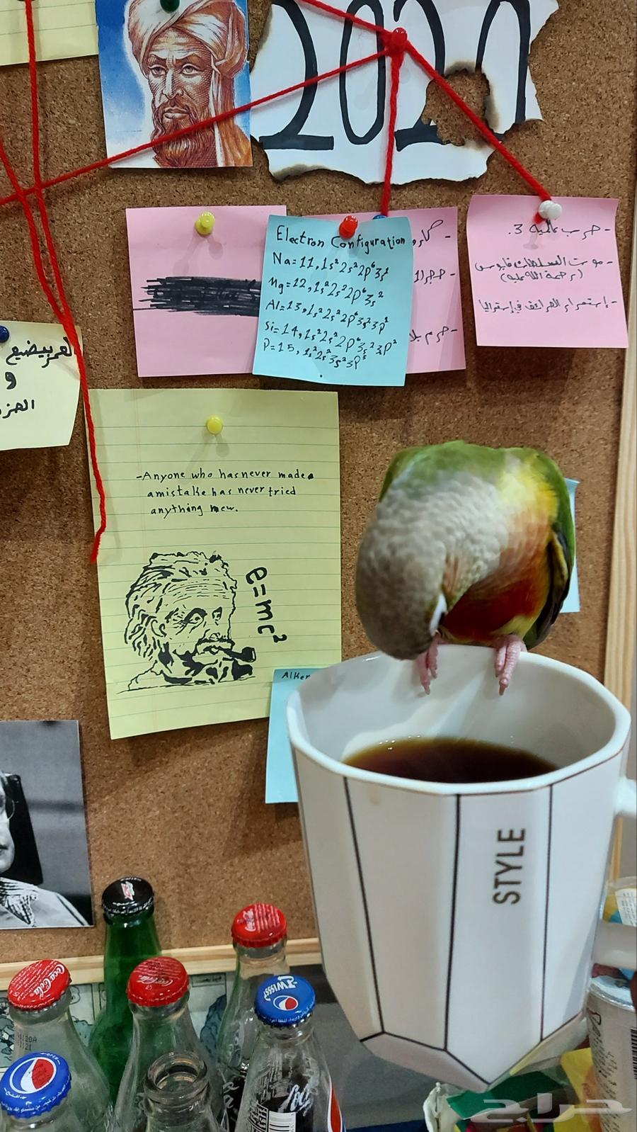 Kiwi the pineapple64519540249602111